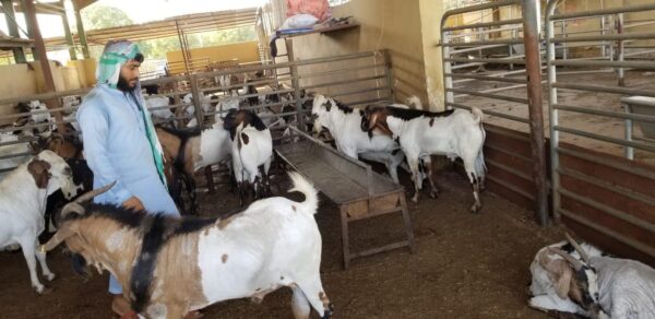 Goat - Image 3