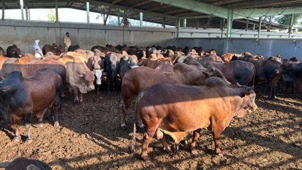 Cow / Bull Medium - Image 2