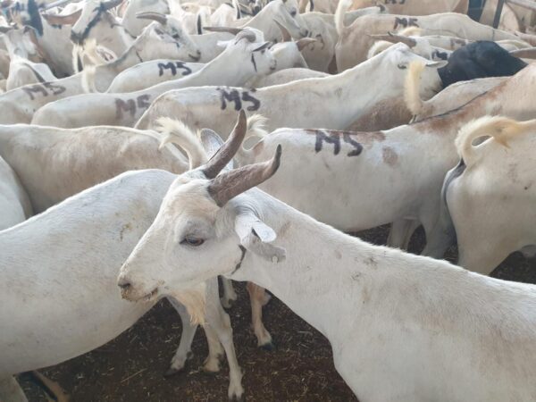 Goat - Image 2