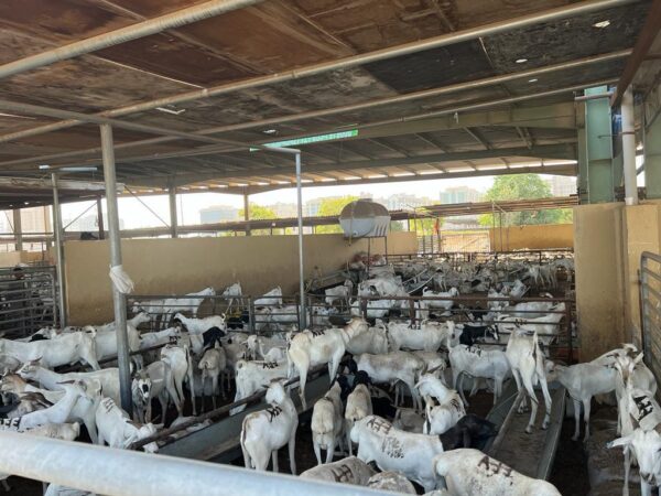 Goat - Image 4