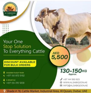 Cow / Bull Heavy