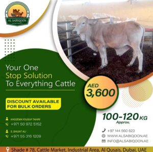 Cow / Bull Medium