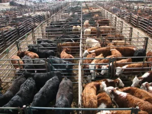 Livestocks Animals Import Export